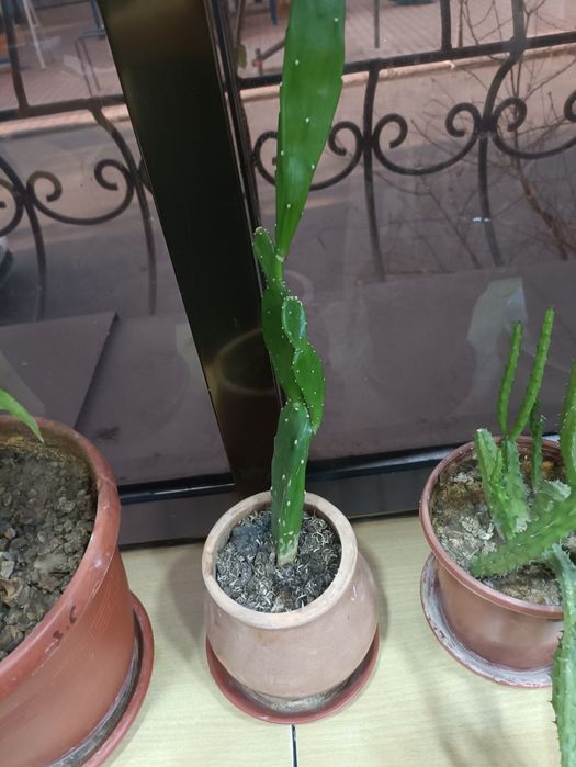 Продам цветы комнатные любой 25000 сум