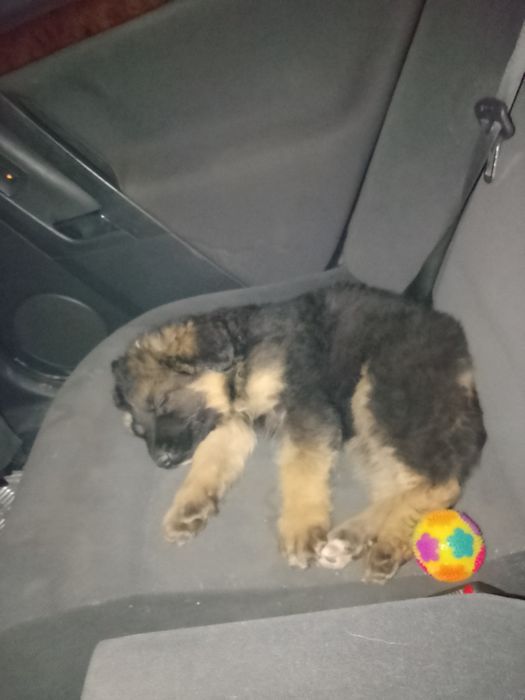 Куче немска овчарка