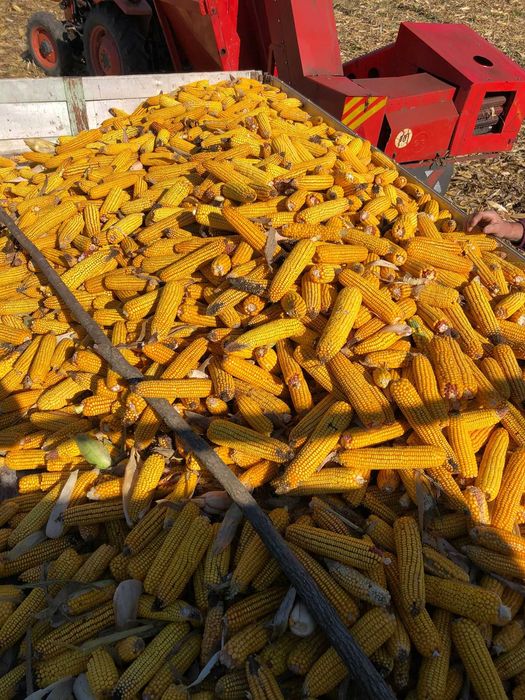 Vând porumb stiuleti