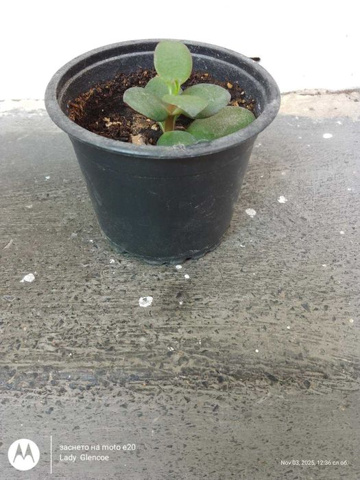 дърво на живота - живо цвете