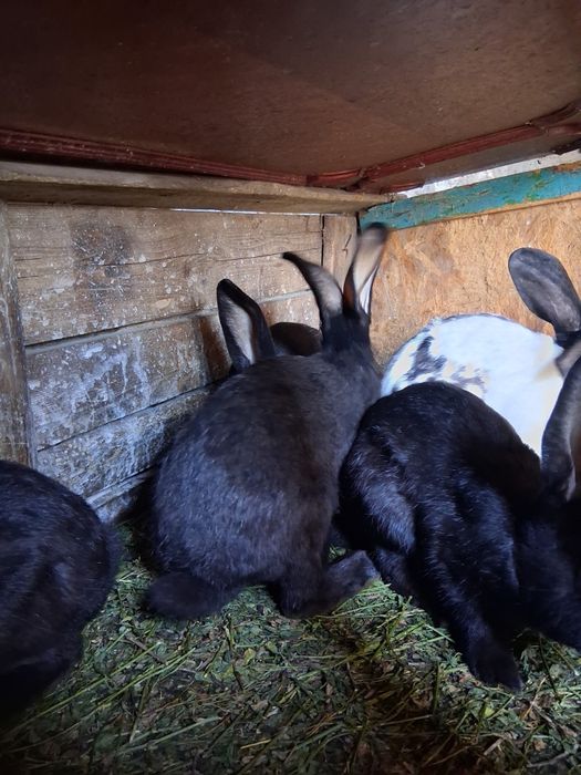 Vând Iepuri,au vârsta de 4 luni,frumoși si sănătoși,50 de lei bucata.