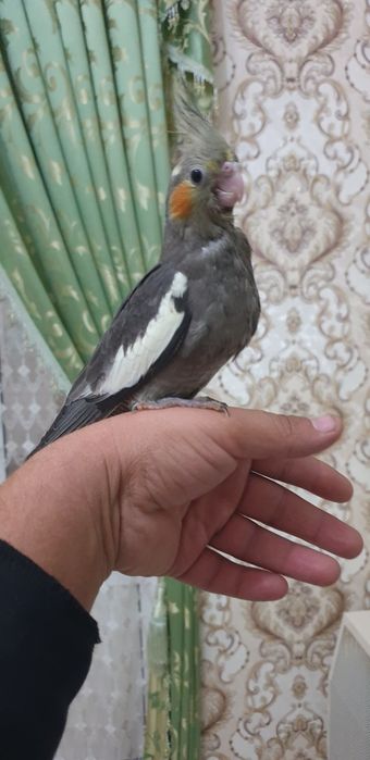 Papugay karelo 2 oylik tuchnoy