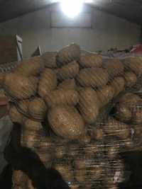 Vand cartofi Franța direct de la producător