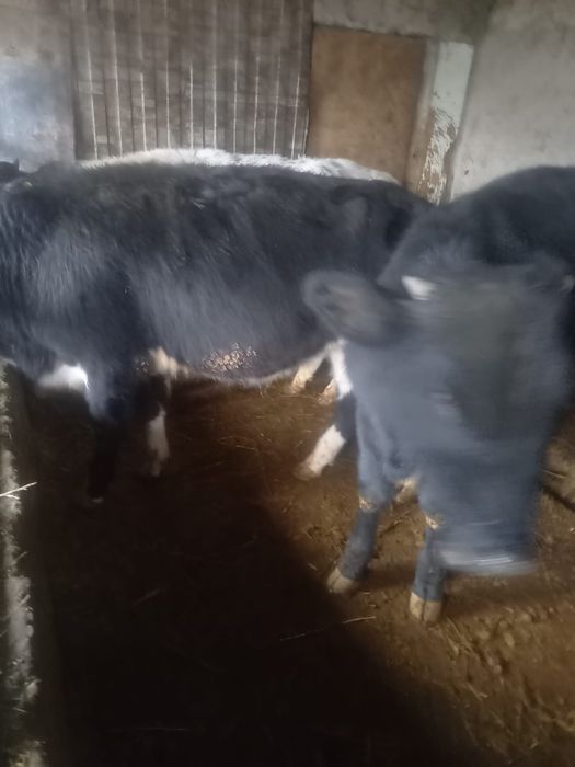 Продаются полтора годовалые бычки