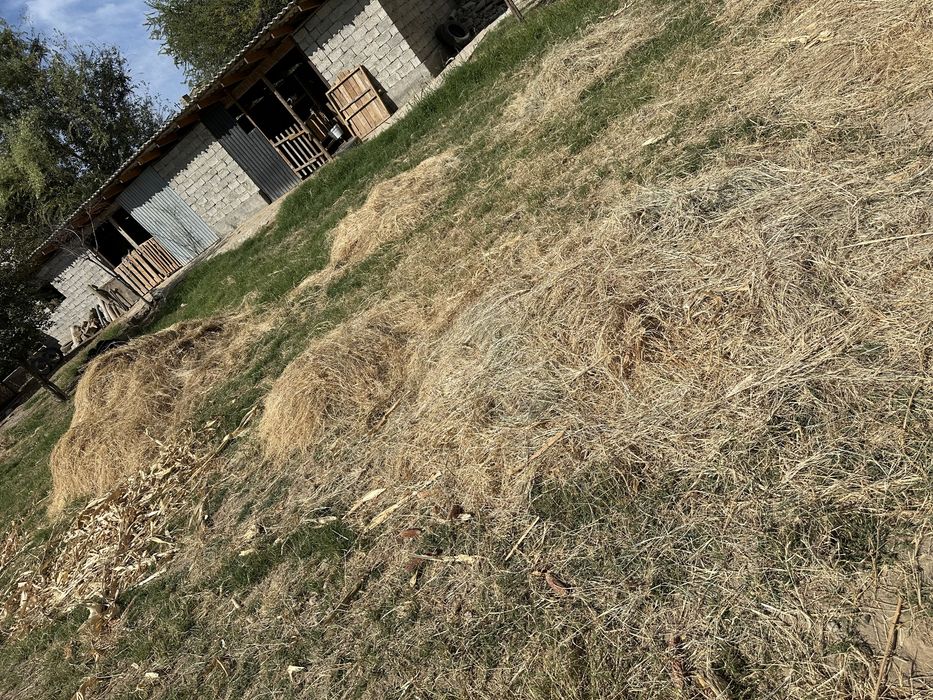 Агароттагы майда шоп