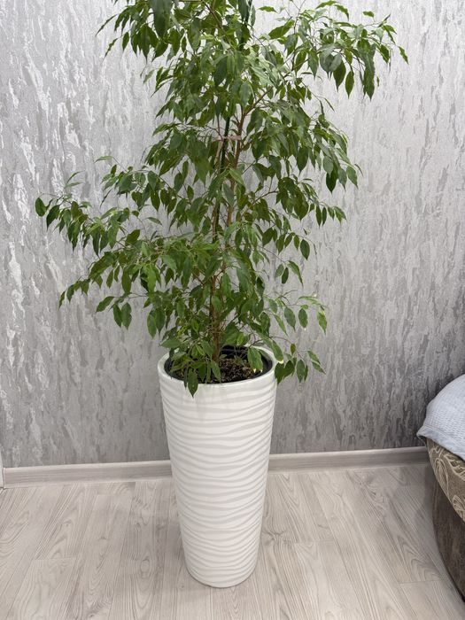 Продам цветок фикус