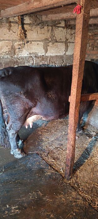 Vaci tinere de vânzare 8500 buc