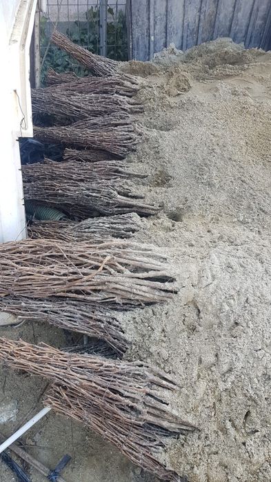 Producător butasi vita de vie hibrid