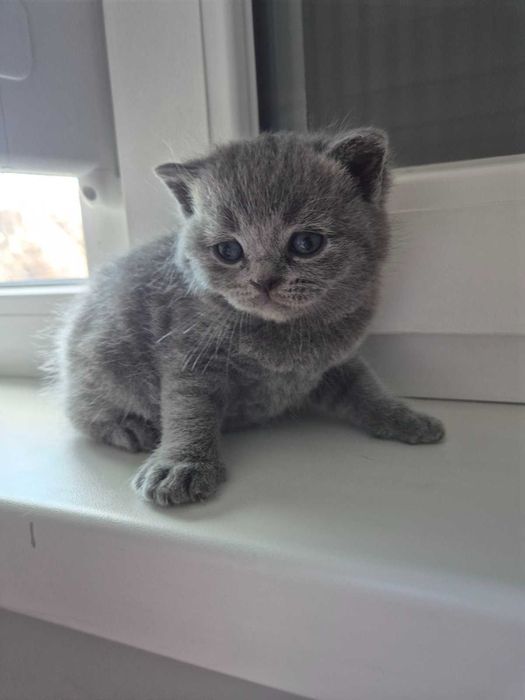 Британска късокосместа