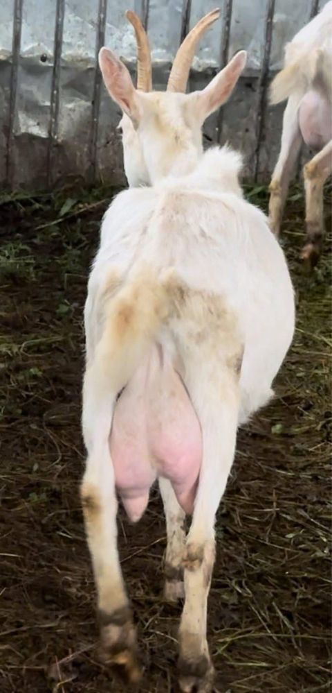 Pachet Capre Saanen Sanen