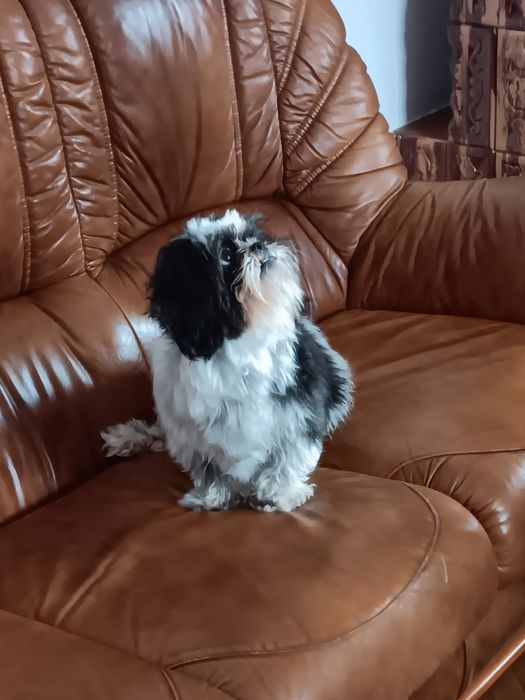 Pui shih tzu Panda Line