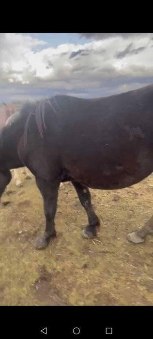 Vând manza neagra de 2 ani jumate