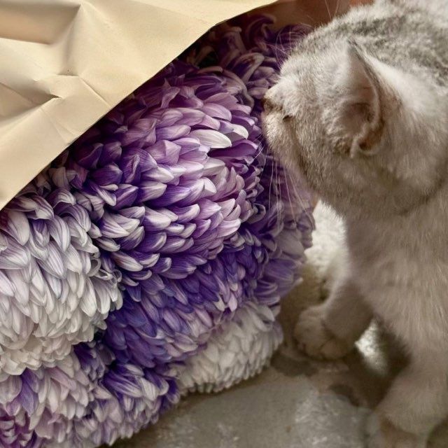 Мраморная шиншилла