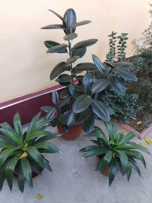 Продаются цветы.