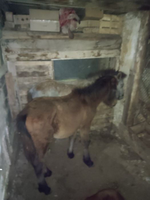 Продам сатылады құлындар