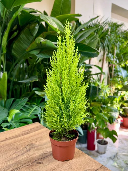 Кипарис. Хвойное растение