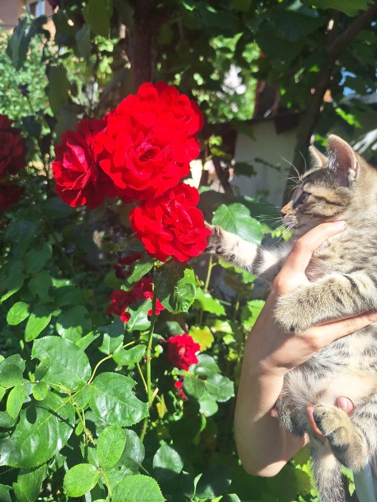 Подарявам котета