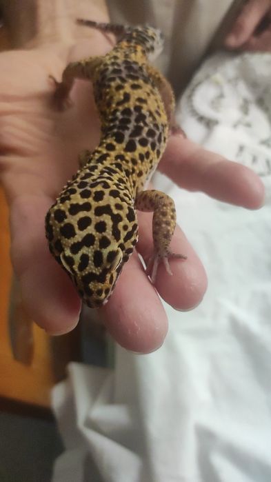 Эублефары разного возраста