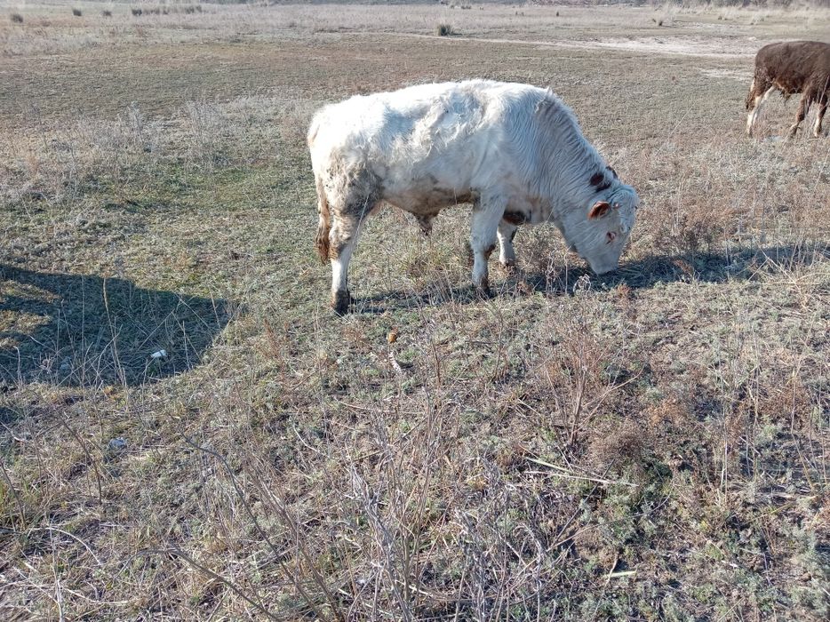 Продам бычок 450000