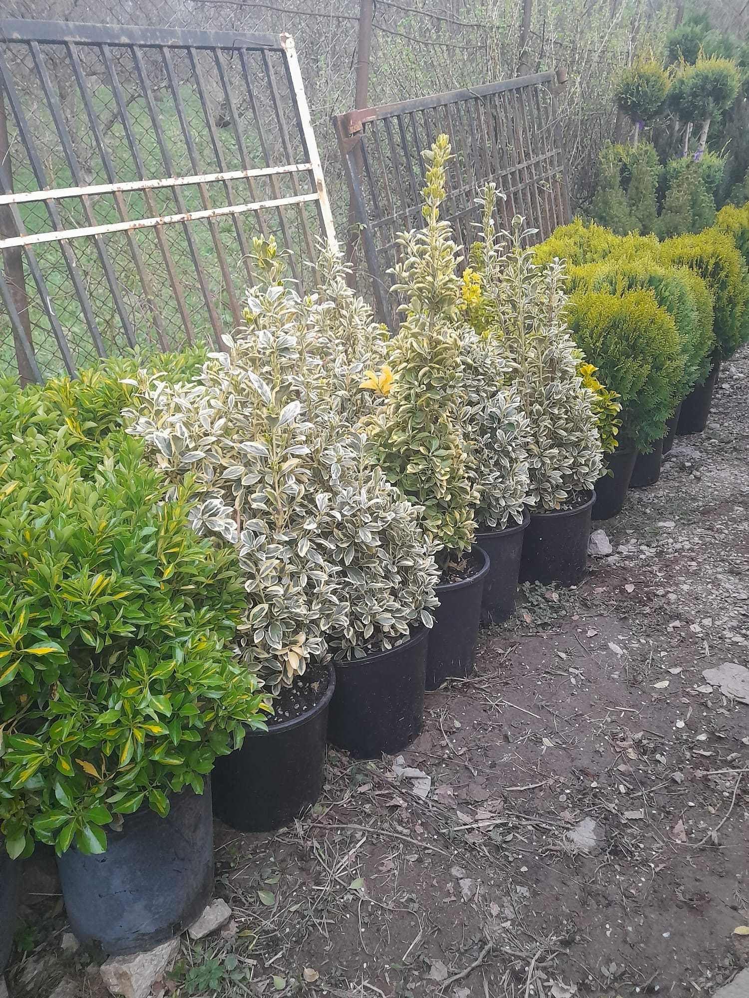 Plante ornamentale