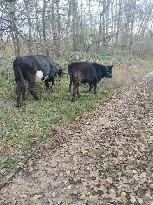 Vând vaca cu vițea