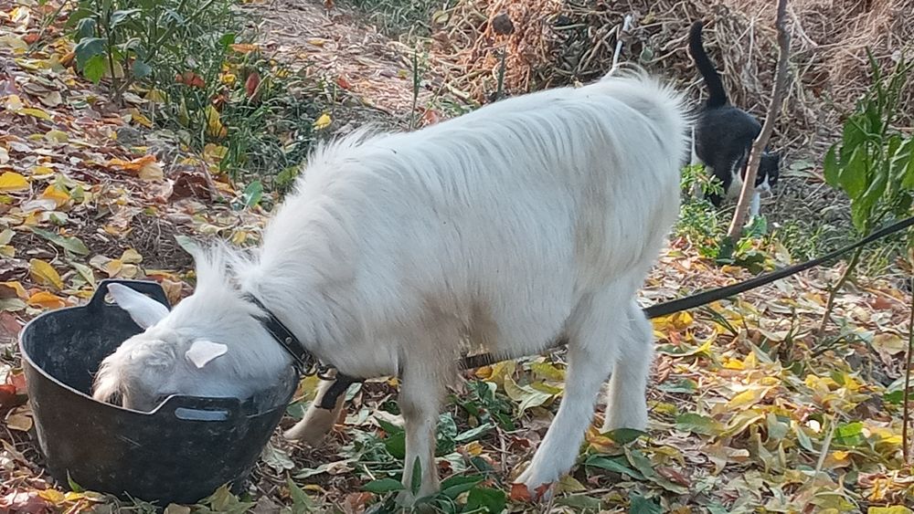 Оптом эчкилар  такалар