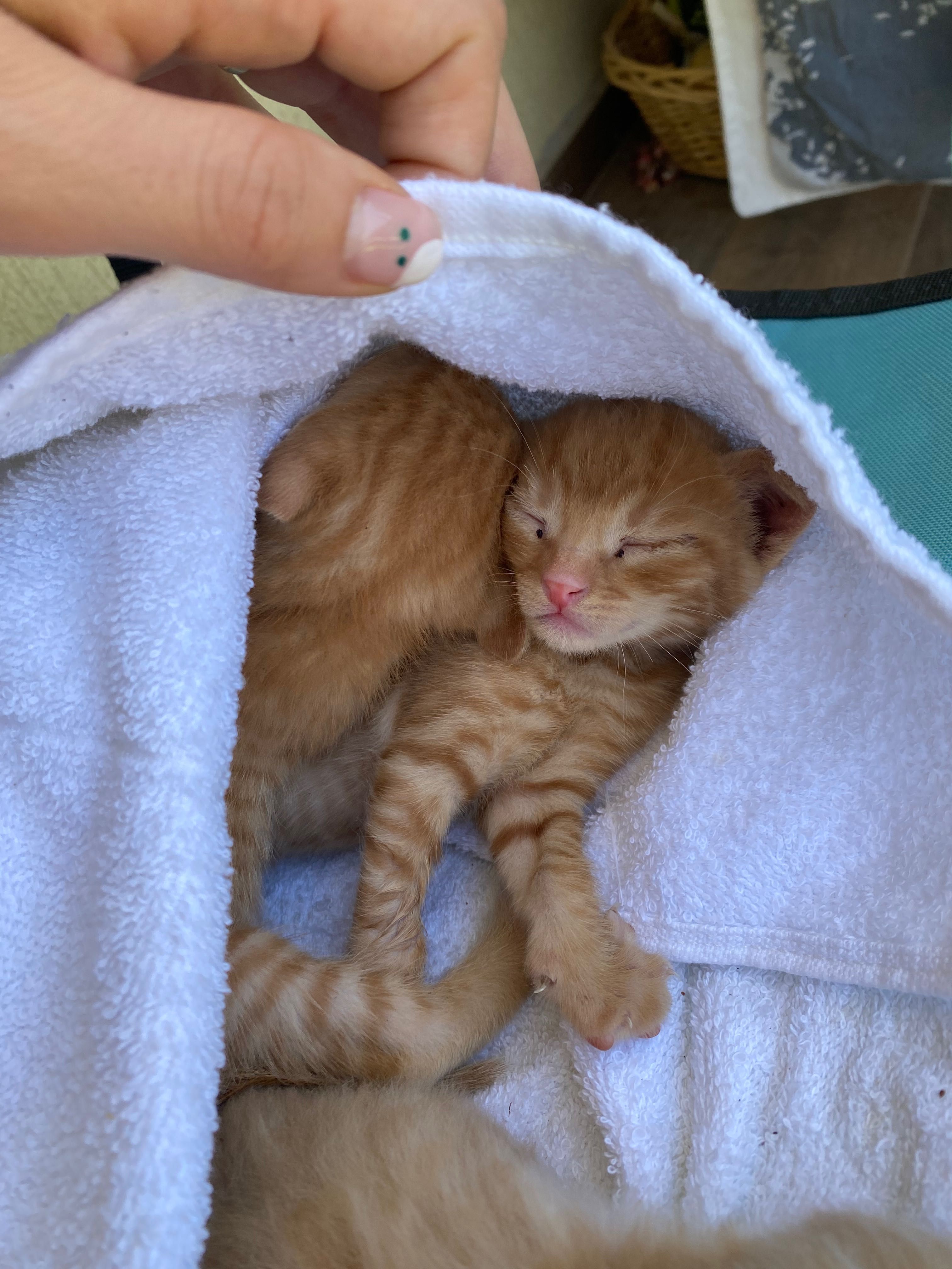 ПОДАРЯВАМ 5 котенца!!!