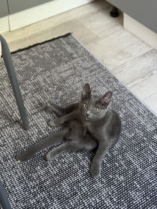 Отдам кошку добрым и ответсвенным хозяевам