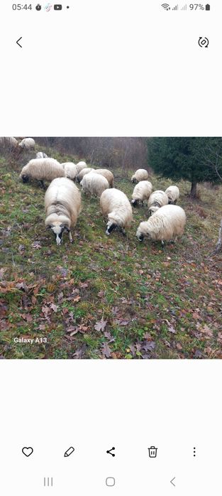 Oi de vînzare se vând doar toate 20 bucăți perț 1500 bucata fix