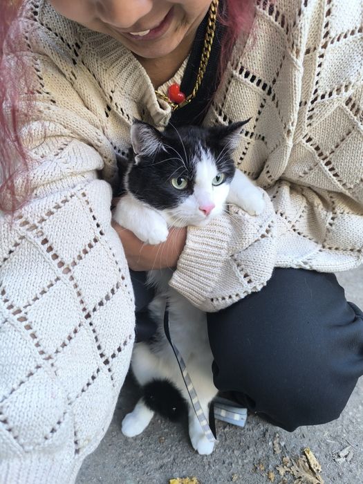 Отдам кошку в добрые руки