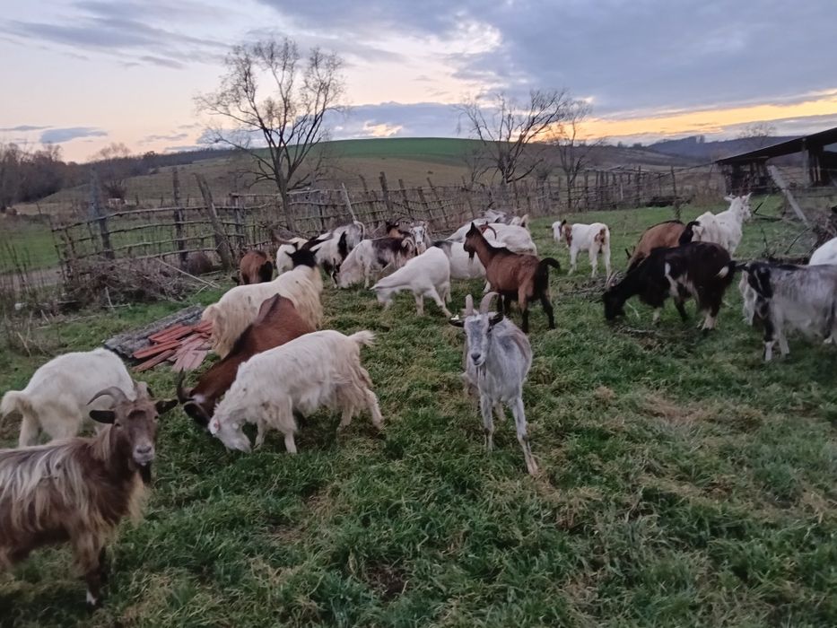 Capre foarte bune de vînzare