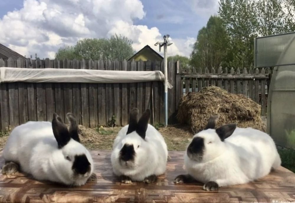 Кролики полтавское серебро и калифорния