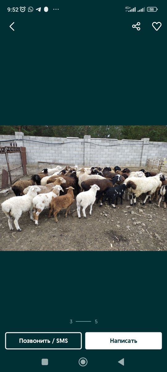Продаем баранов, токты . на шашлык можно их.