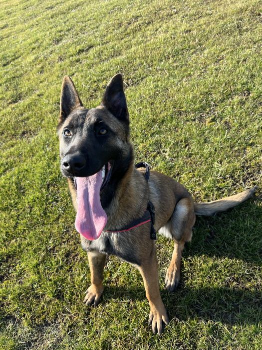 Vand Malinois Belgian