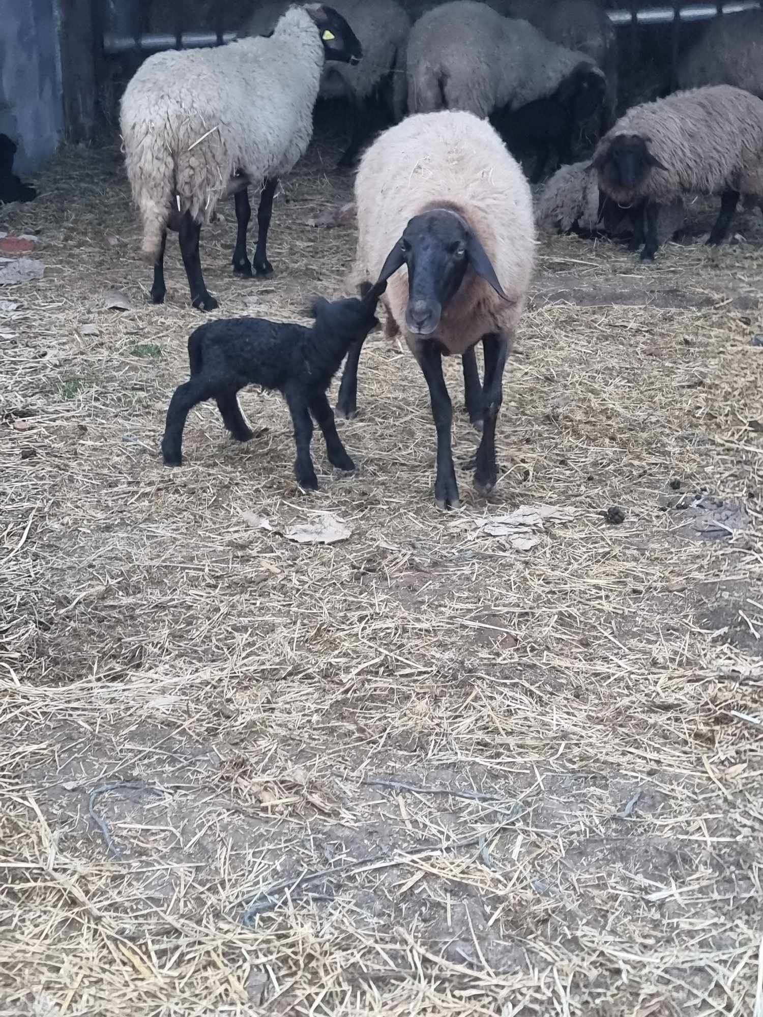 Oi de vânzare Valea Stanciului