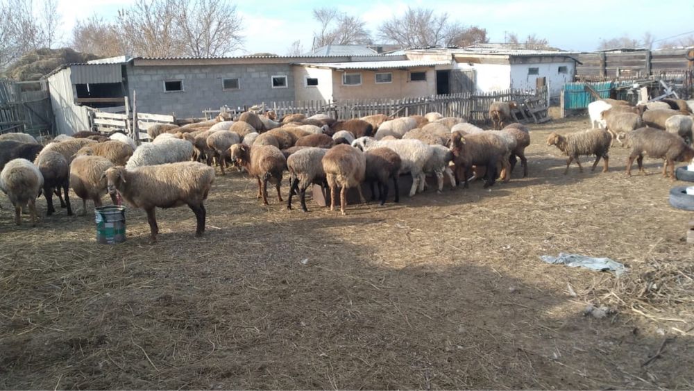 Поодам овец (бараны)