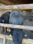 Taur angus de vanzare