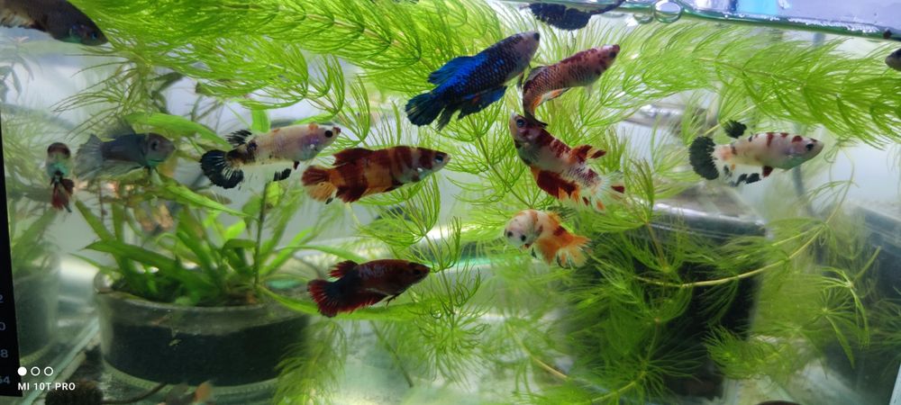 Vând pești betta
