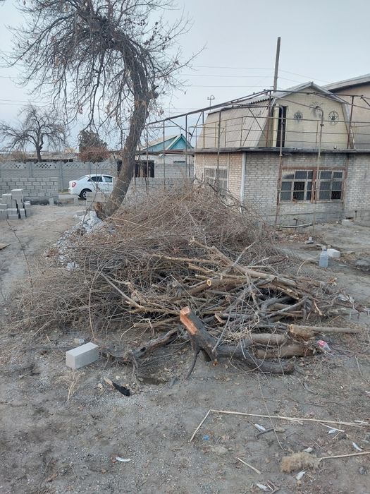 Мевали дарахт утин