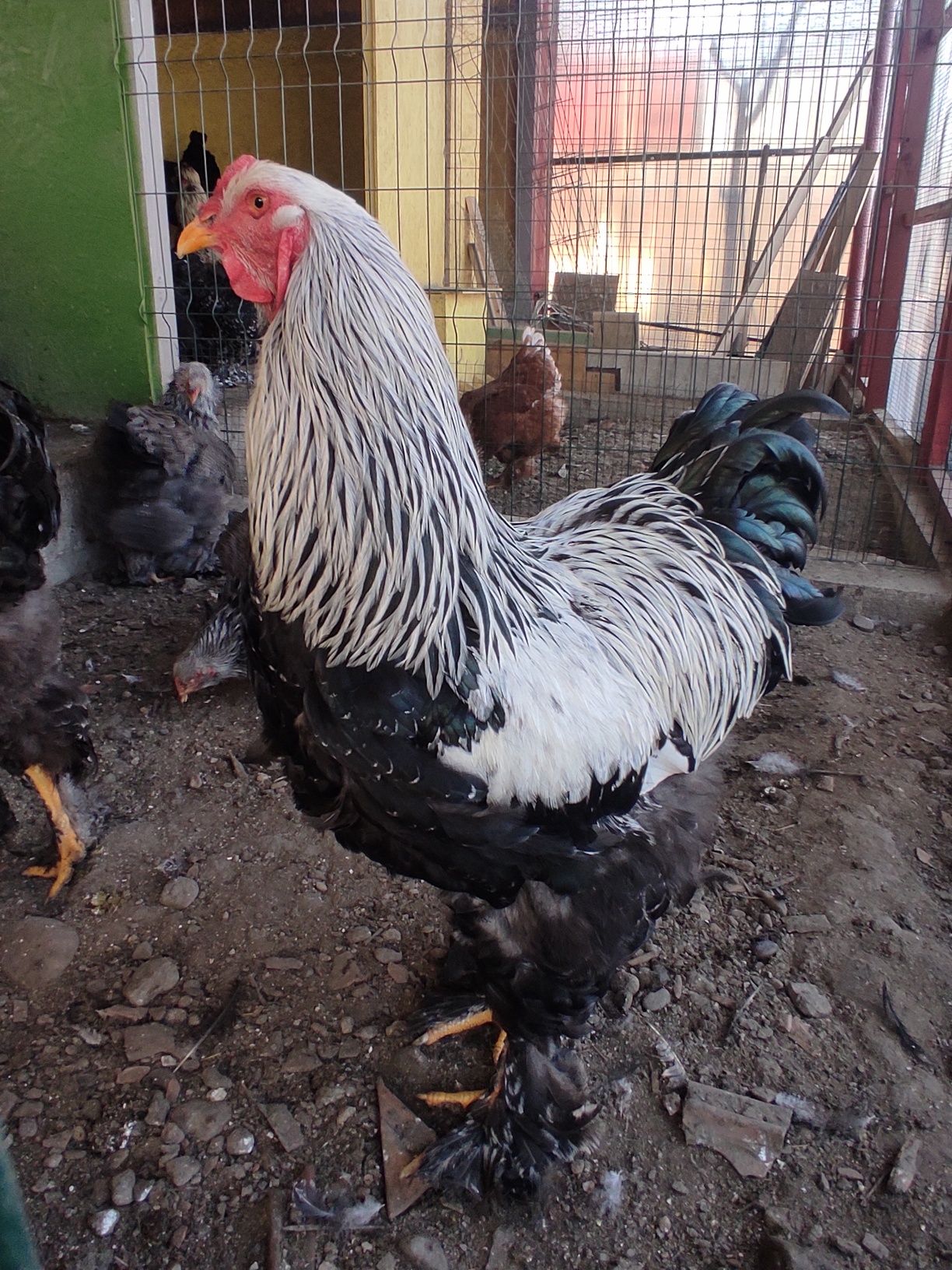 Puișori Brahma herminat închis