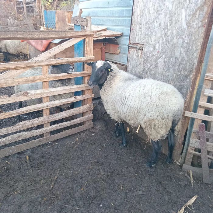 Vind berbec bun de reproductie