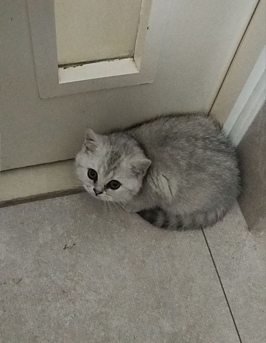 Britanskiy seribristiy shinshilla straight