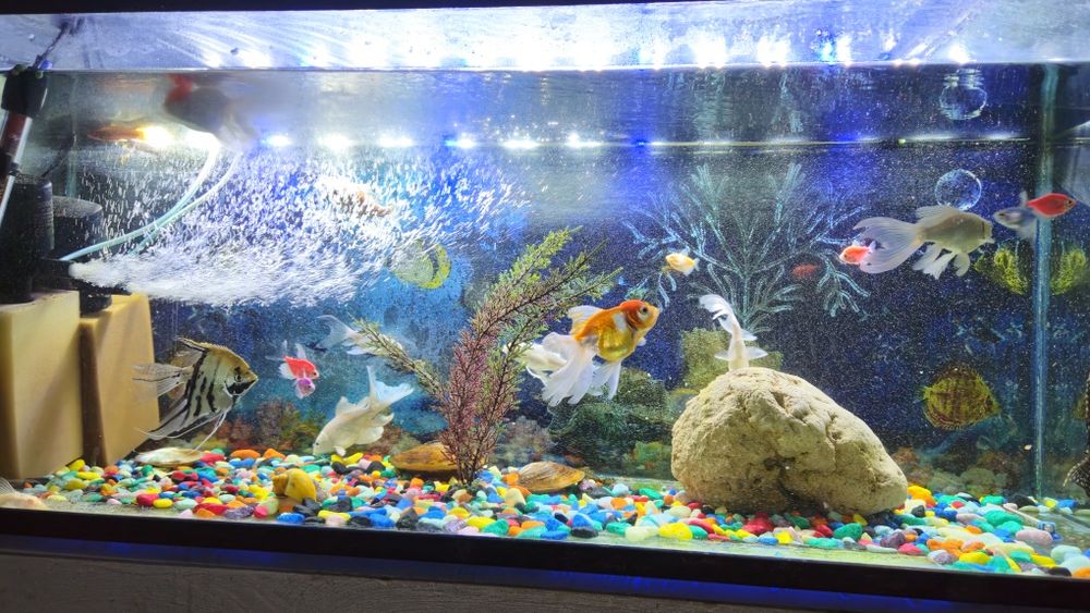 Ulitka bolalari sotiladi