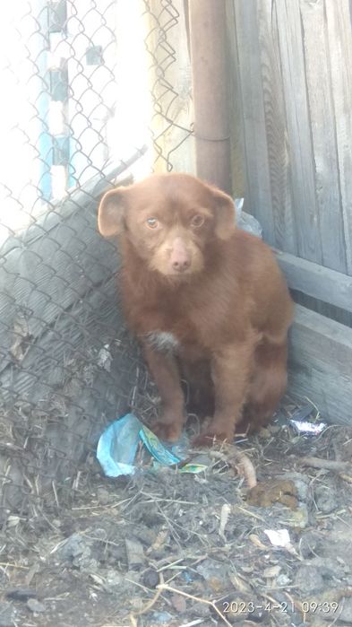 отдам щенка мальчика