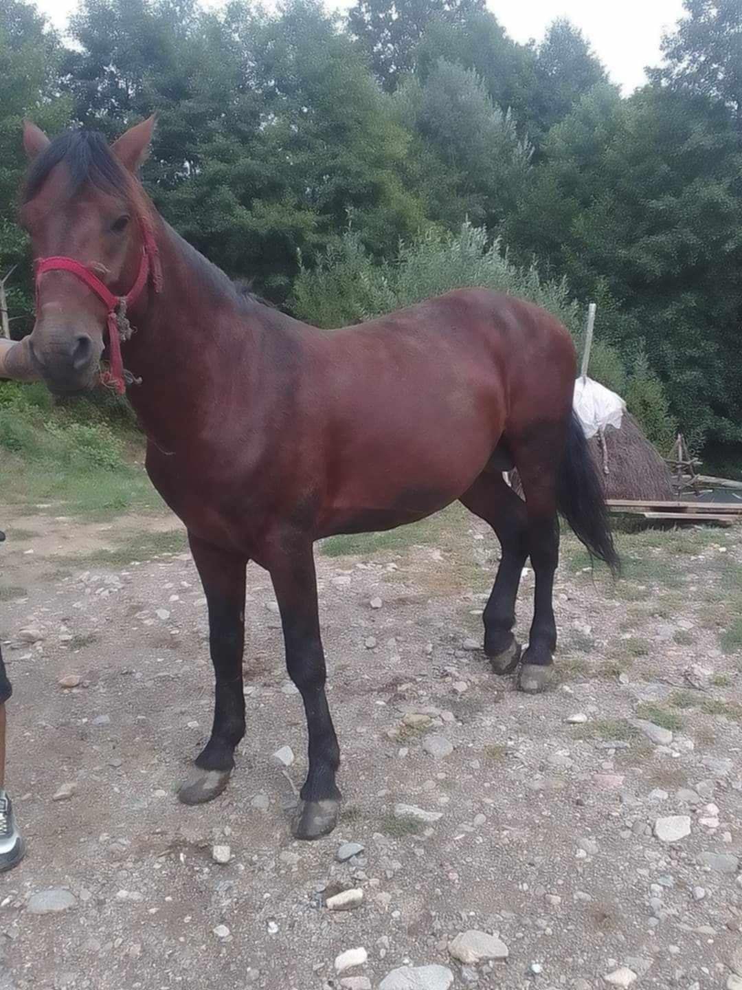 Vand si un armasar Vnd capre bune de lapte  dau și la schimb cu