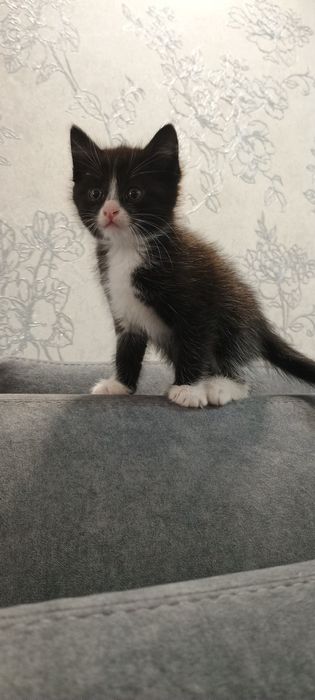 Домашняя  кошечка