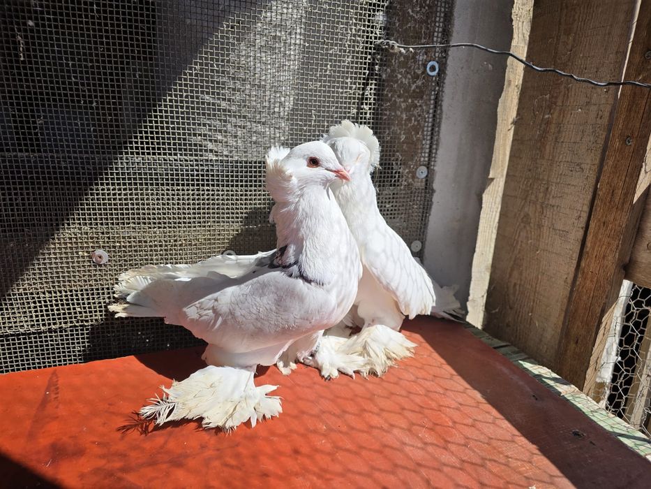 Pereche porumbei maghiari