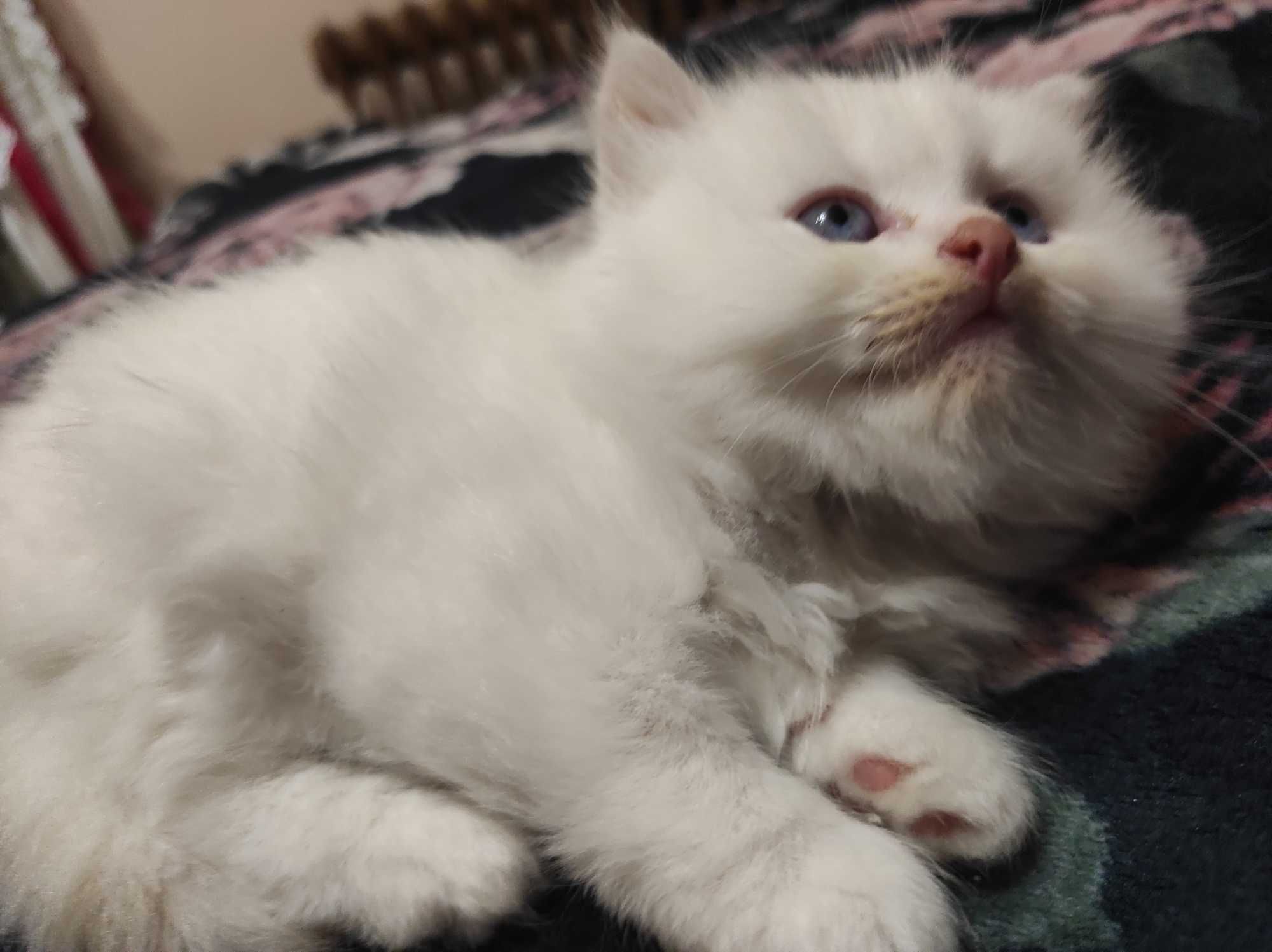 Персийско коте със сини очи
