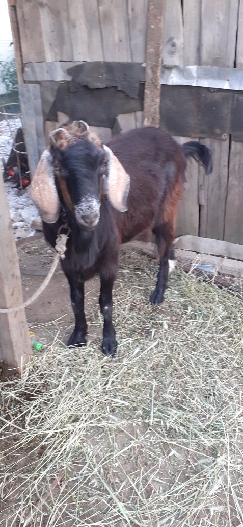 Vând țap în vârstă de un an