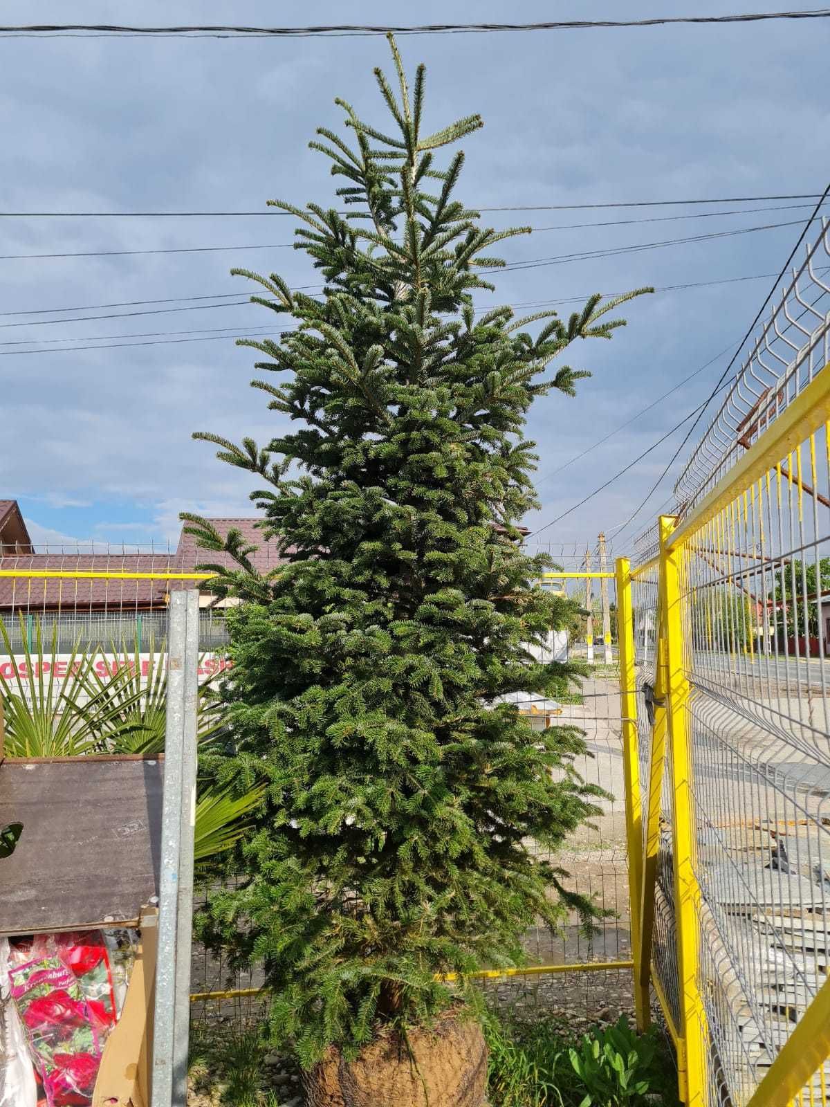 Plante perfecte pentru gard viu și decor exterior